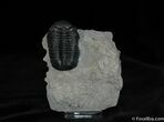 Inch Prone Silica Eldredgeops Trilobite #488-4